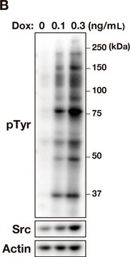 Anti-Src Antibody, clone GD11 clone GD11, Upstate&#174;, from mouse