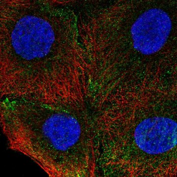 Anti-ITGA4 antibody produced in rabbit Prestige Antibodies&#174; Powered by Atlas Antibodies, affinity isolated antibody