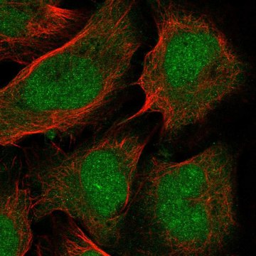 Anti-Ptf1A Antibody Produced In Rabbit Prestige Antibodies&#174; Powered by Atlas Antibodies, affinity isolated antibody, buffered aqueous glycerol solution