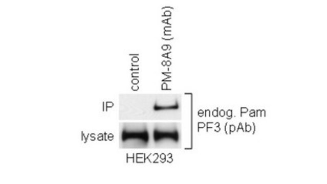 抗-MYCBP2 抗体，克隆PM-8A9 clone PM-8A9, from mouse