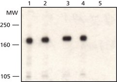 Anti-WSTF (C-Terminal) antibody produced in rabbit affinity isolated antibody, buffered aqueous solution
