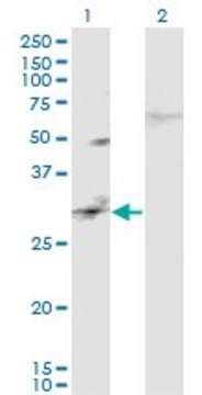 Monoclonal Anti-CAPS2 antibody produced in mouse clone 3C6, purified immunoglobulin, buffered aqueous solution