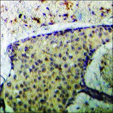 Anti-phospho-GTPase Activating Protein (pSer387) antibody produced in rabbit affinity isolated antibody