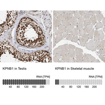 Anti-KPNB1 antibody produced in rabbit Prestige Antibodies&#174; Powered by Atlas Antibodies, affinity isolated antibody, buffered aqueous glycerol solution