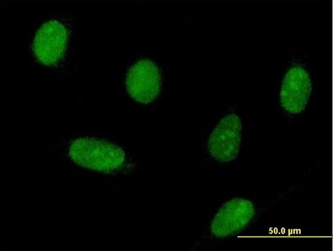 Anti-HNRNPK antibody produced in mouse purified immunoglobulin, buffered aqueous solution