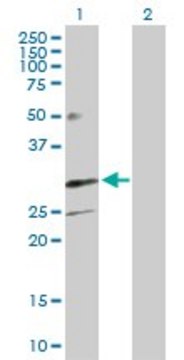 Anti-TREM1 antibody produced in rabbit purified immunoglobulin, buffered aqueous solution