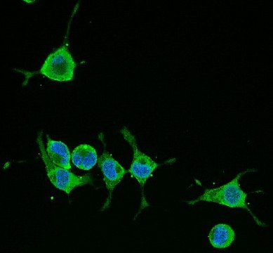 Anti-Alzheimer Precursor Protein A4 Antibody, clone 22C11, Alexa488 Conj. clone 22C11, from mouse, ALEXA FLUOR&#8482; 488