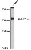 Anti-PIK3R4/VPS15 Antibody, clone 5J3U5, Rabbit Monoclonal