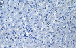Anti-MARC1 Antibody, clone 1G13 ZooMAb® Rabbit Monoclonal recombinant, expressed in HEK 293 cells