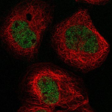 Anti-BTBD8 antibody produced in rabbit Prestige Antibodies&#174; Powered by Atlas Antibodies, affinity isolated antibody, buffered aqueous glycerol solution