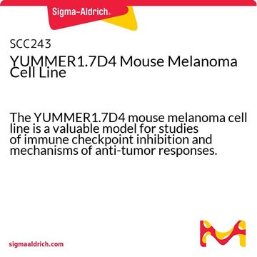 YUMMER1.7D4 Mouse Melanoma Cell Line The YUMMER1.7D4 mouse melanoma cell line is a valuable model for studies of immune checkpoint inhibition and mechanisms of anti-tumor responses.