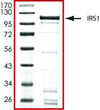 IRS1 (600-1245), GST tagged human recombinant, expressed in baculovirus infected Sf9 cells, &#8805;70% (SDS-PAGE), buffered aqueous glycerol solution