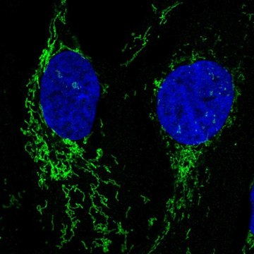 Anti-NLGN2 antibody produced in rabbit Prestige Antibodies&#174; Powered by Atlas Antibodies, affinity isolated antibody