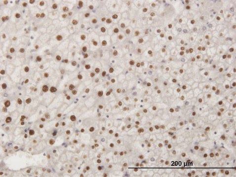 ANTI-SMAD6 antibody produced in mouse clone 2A6, purified immunoglobulin, buffered aqueous solution