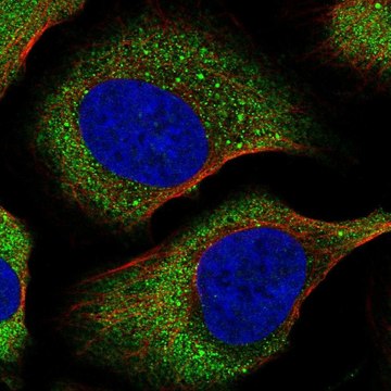 Anti-EIF4E antibody produced in rabbit Prestige Antibodies&#174; Powered by Atlas Antibodies, affinity isolated antibody