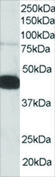 Anti-Pleckstrin antibody produced in goat affinity isolated antibody, buffered aqueous solution