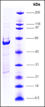 RXR&#945;, ligand binding domain, (200-462), GST tagged human recombinant, expressed in E. coli, &#8805;80% (SDS-PAGE)