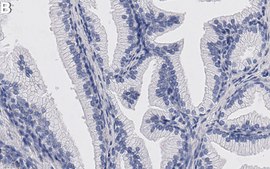 Anti-PRAS40 Antibody, clone 3C16 ZooMAb® Rabbit Monoclonal recombinant, expressed in HEK 293 cells