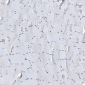 Anti-SCRT1 antibody produced in rabbit Prestige Antibodies® Powered by Atlas Antibodies, affinity isolated antibody, buffered aqueous glycerol solution