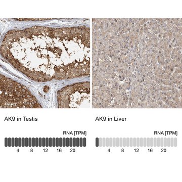 Anti-AK9 antibody produced in rabbit Prestige Antibodies&#174; Powered by Atlas Antibodies, affinity isolated antibody, buffered aqueous glycerol solution