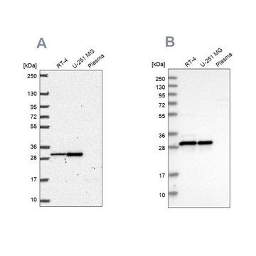 Anti-MRPL28 antibody produced in rabbit Prestige Antibodies&#174; Powered by Atlas Antibodies, affinity isolated antibody, buffered aqueous glycerol solution