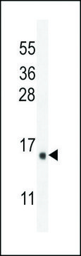 ANTI-IER3(N-TERMINAL) antibody produced in rabbit affinity isolated antibody, buffered aqueous solution