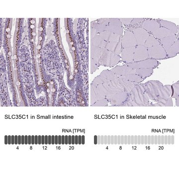 Anti-SLC35C1 antibody produced in rabbit Prestige Antibodies&#174; Powered by Atlas Antibodies, affinity isolated antibody, buffered aqueous glycerol solution