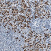 Anti-CLEC4D antibody produced in rabbit Prestige Antibodies® Powered by Atlas Antibodies, affinity isolated antibody, buffered aqueous glycerol solution