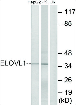 Anti-ELOVL1 antibody produced in rabbit affinity isolated antibody