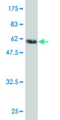 ANTI-FLI1 antibody produced in mouse clone 2G5, purified immunoglobulin, buffered aqueous solution