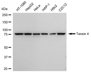 Anti Tensin 4 Antibody, clone 23GB4225, Rabbit Monoclonal clone 23GB4225, recombinant rabbit monoclonal, expressed in HEK293 cells