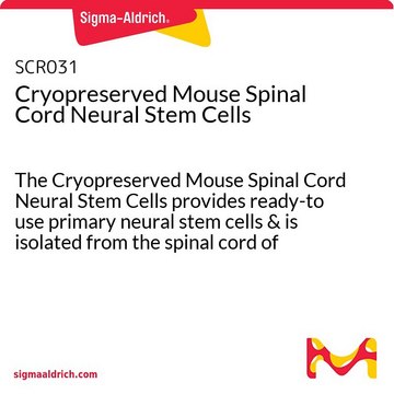 Cryopreserved Mouse Spinal Cord Neural Stem Cells The Cryopreserved Mouse Spinal Cord Neural Stem Cells provides ready-to use primary neural stem cells &amp; is isolated from the spinal cord of embryonic day 15-18 (E15-E18) C57/BL6 mice.