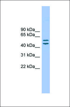 Anti-TM7SF2, (N-terminal) antibody produced in rabbit affinity isolated antibody