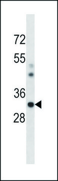 ANTI-MOUSE CSNK1A1 (C-TERM) antibody produced in rabbit IgG fraction of antiserum, buffered aqueous solution