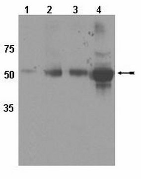 Anti-CYP450 Pan 2C Antibody serum, Chemicon&#174;