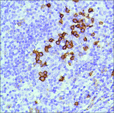 Anti-CD38 antibody, Rabbit monoclonal recombinant, expressed in proprietary host, clone SP149, tissue culture supernatant