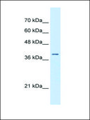 Anti-STRAP (AB1) antibody produced in rabbit affinity isolated antibody