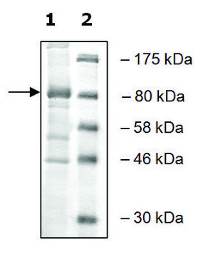 PLU-1 murine recombinant, expressed in baculovirus infected Sf9 cells, &#8805;50% (SDS-PAGE)