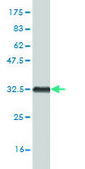 Monoclonal Anti-HOXB7 antibody produced in mouse clone 4F9, purified immunoglobulin, buffered aqueous solution