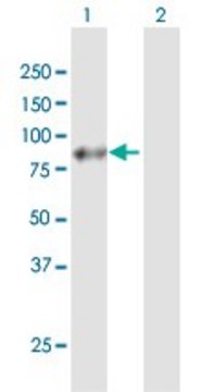 Anti-APLP1 antibody produced in mouse purified immunoglobulin