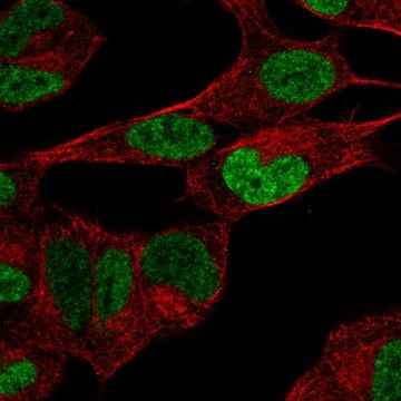 Anti-PHOX2B antibody produced in rabbit Prestige Antibodies&#174; Powered by Atlas Antibodies, affinity isolated antibody