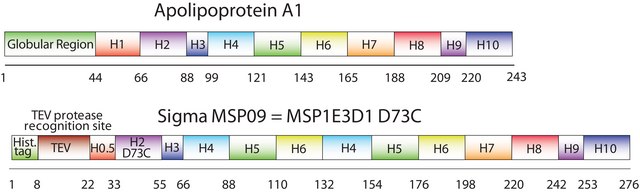 Membrane Scaffold Protein 1E3D1 D73C recombinant, expressed in E. coli, Cysteine substituted at position 73