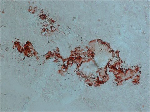 Anti-Nitric Oxide Synthase, Endothelial (596-609) antibody produced in rabbit IgG fraction of antiserum, buffered aqueous solution