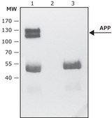Anti-APP antibody produced in rabbit ~1.0 mg/mL, affinity isolated antibody