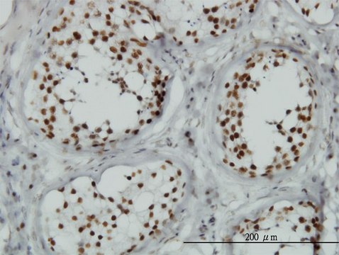 Monoclonal Anti-TLK1 antibody produced in mouse clone 4B3, purified immunoglobulin, buffered aqueous solution