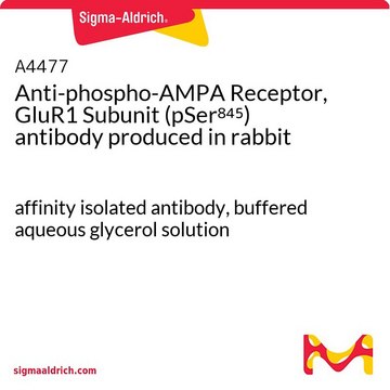 Anti-phospho-AMPA Receptor, GluR1 Subunit (pSer845) antibody produced in rabbit affinity isolated antibody, buffered aqueous glycerol solution