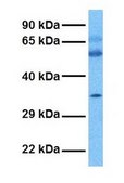Anti-SC4MOL antibody produced in rabbit IgG fraction of antiserum