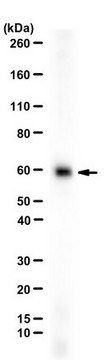 抗催产素受体 from rabbit, purified by affinity chromatography