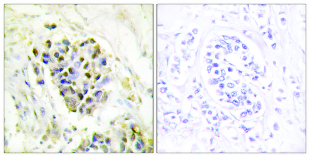 Anti-MED1 antibody produced in rabbit affinity isolated antibody