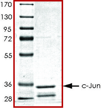 c-JUN (1-79), GST tagged human recombinant, expressed in E. coli, &#8805;50% (SDS-PAGE), buffered aqueous glycerol solution